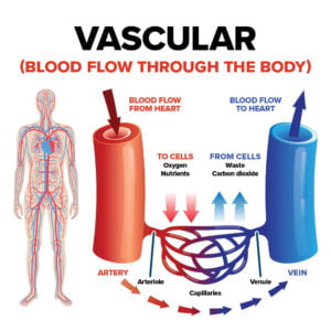 Diagram of blood flow from and to the heart showing capillaries.
