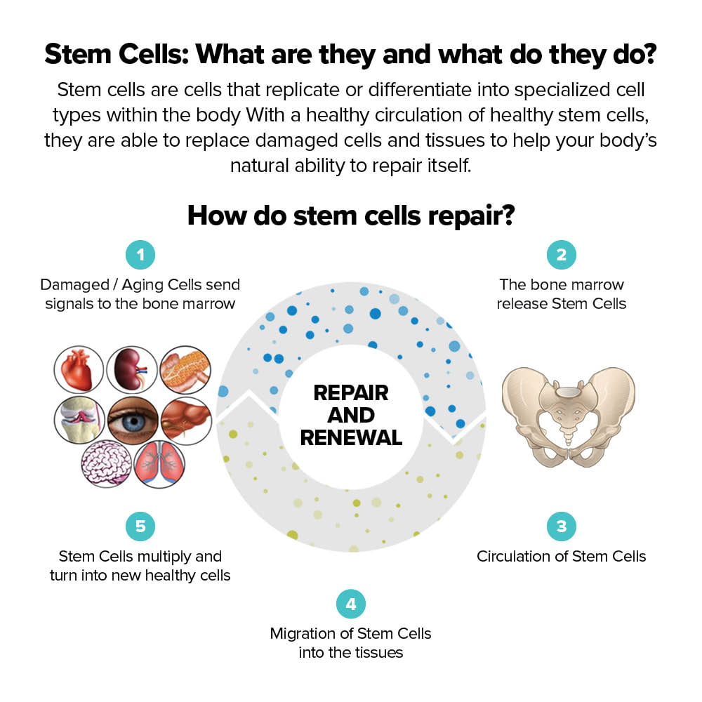 Infographic Stem cells, what are they and what do they do
